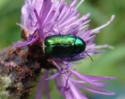 chrysolina??